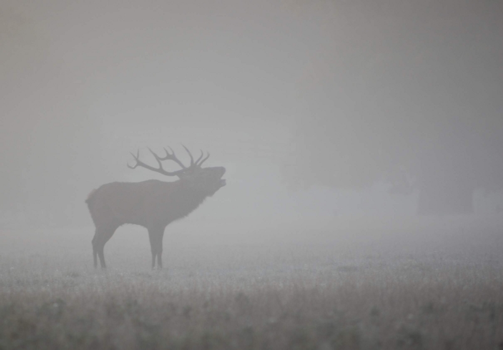 Buck Off