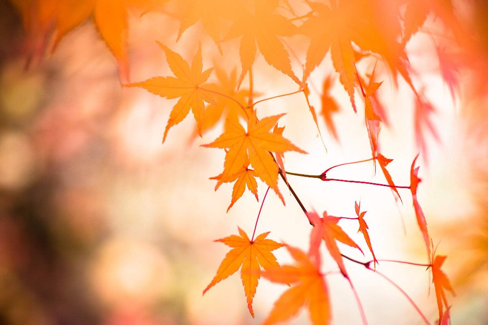 Sueño Momiji