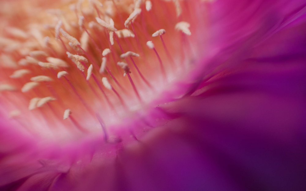 Purple Dancers