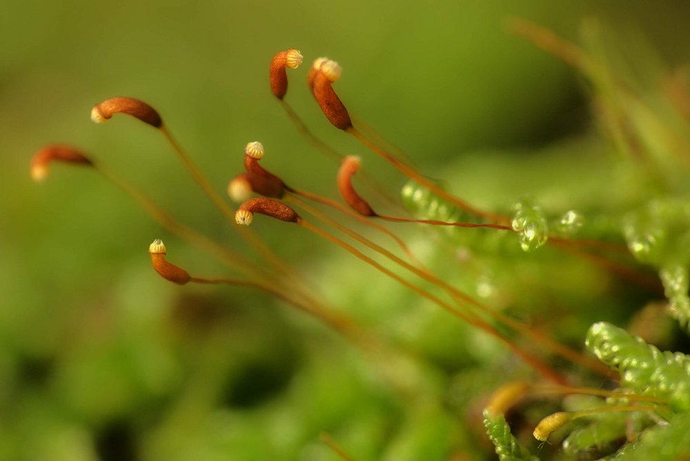 Small Flowers