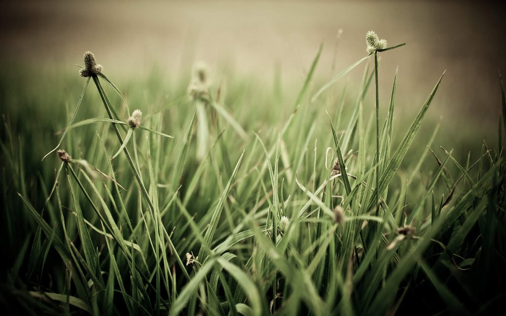 The Grass Aint Greener