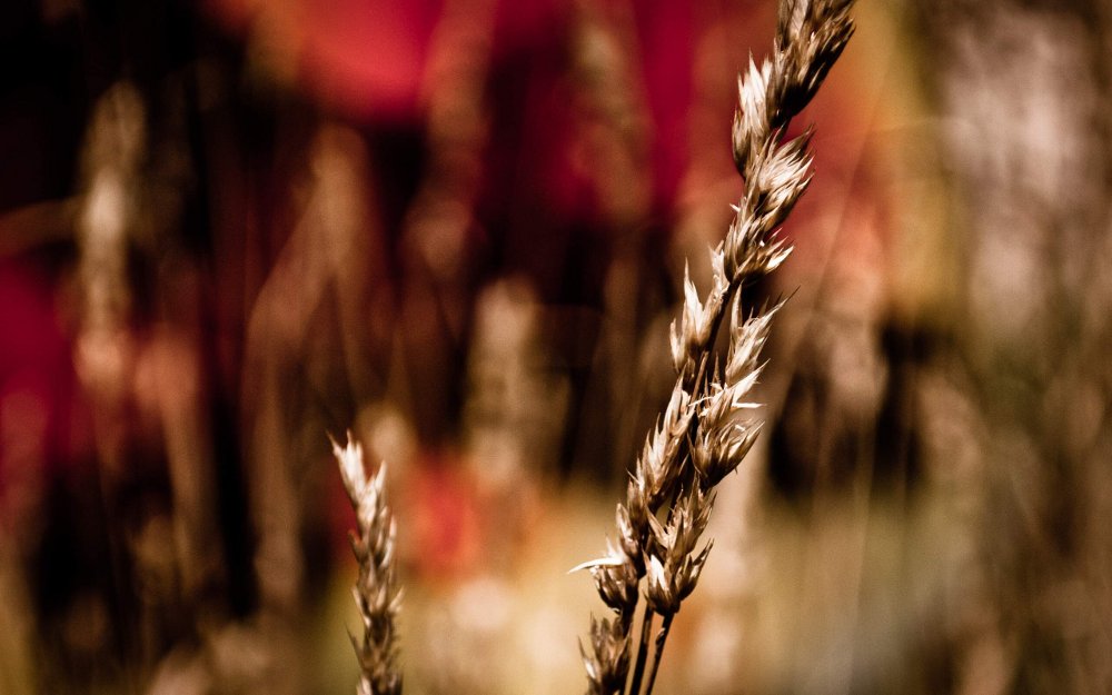 WildWheat
